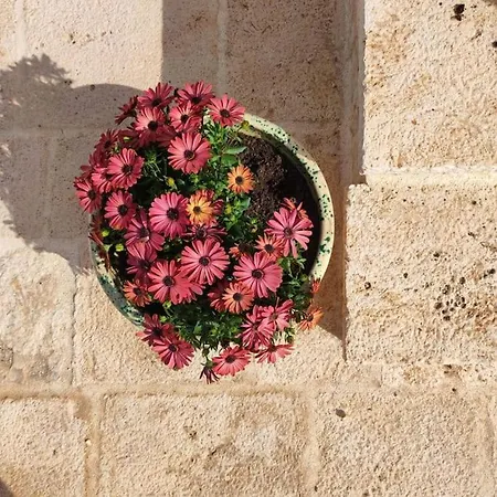 Cerulea D'itria - Vacanze Casalinghe Locorotondo